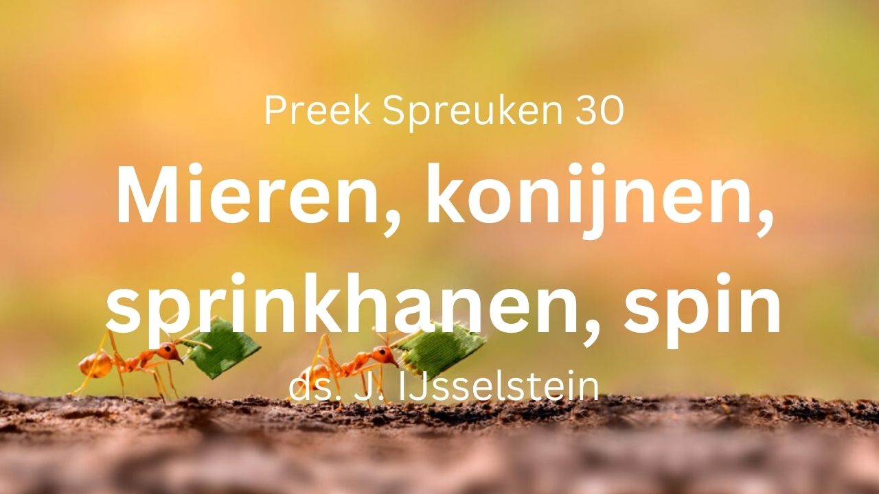 Mieren, konijnen, sprinkhanen, spin