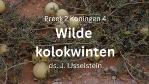 preek wilde kolokwinten